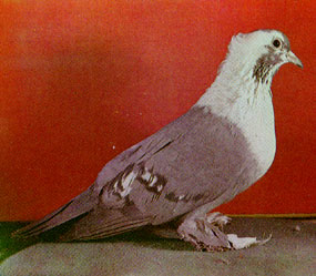 Порода: Воронежские белозобные голуби