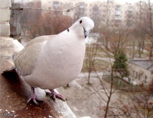 Домашние голуби - виды голубей