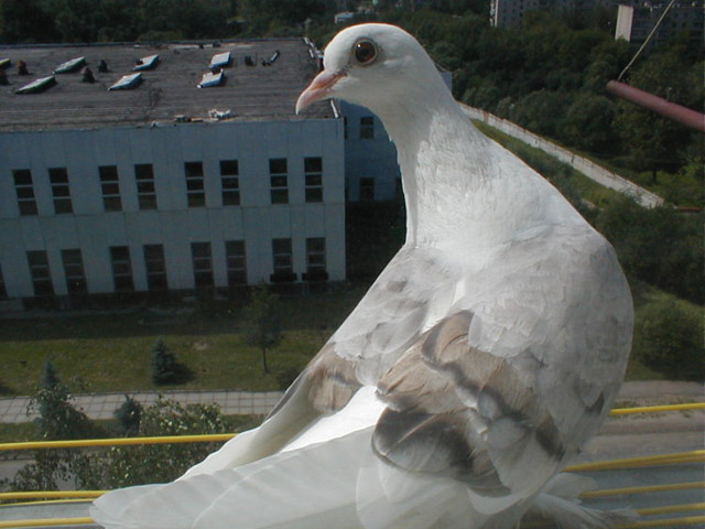 Размножение голубей