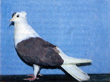 Запорожская чубатая порода голубей