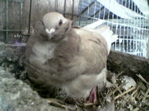 Китайская чайка голуби