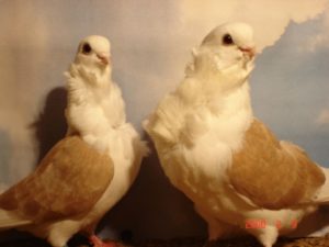 Китайские чайки голуби