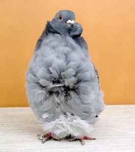 Китайские чайки (Голуби)