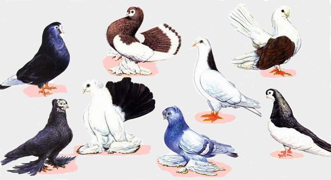 История классификации голубей