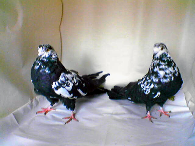 Мурая порода голубей