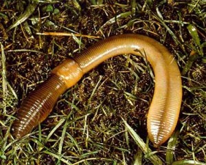 Польза дождевого червя в природе и жизни человека