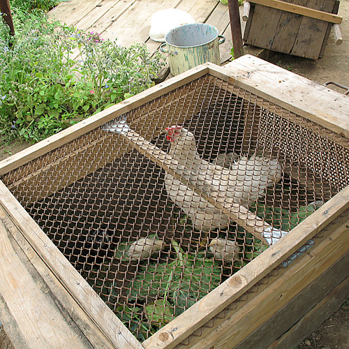 Клетка для курицы с цыплятами своими руками фото