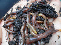 Польза дождевого червя в природе и жизни человека