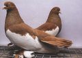 Камышинские голуби - описание и характеристика породы, фото