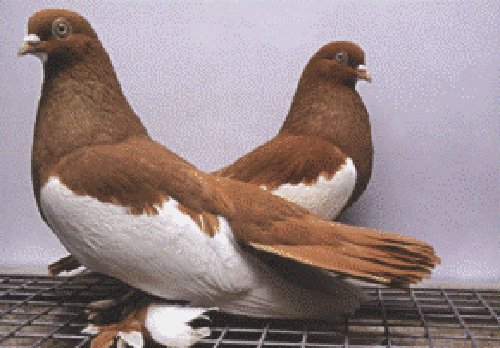 Камышинские голуби — описание и характеристика породы, фото