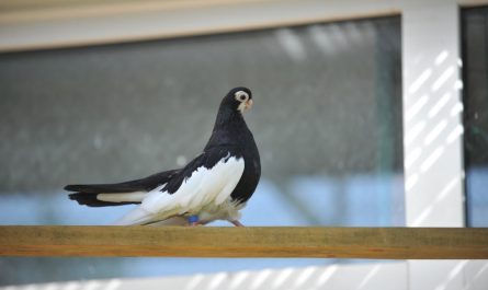 Чёрно-пегий турман: описание породы голубей, фото