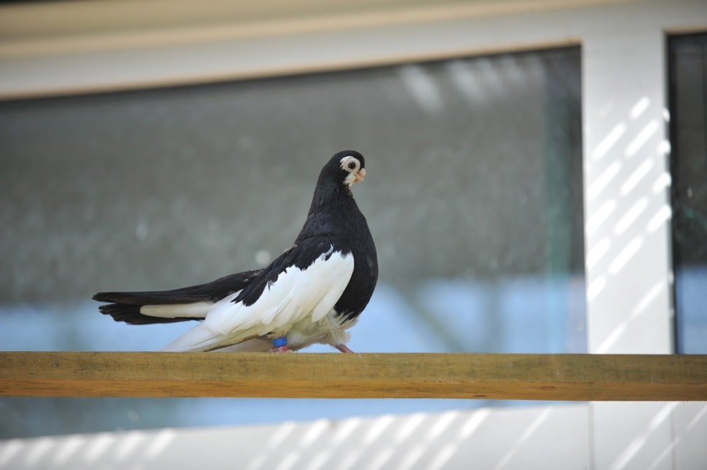 Чёрно-пегий турман: описание породы голубей, фото