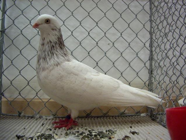 Клайпедские голуби - описание и фото