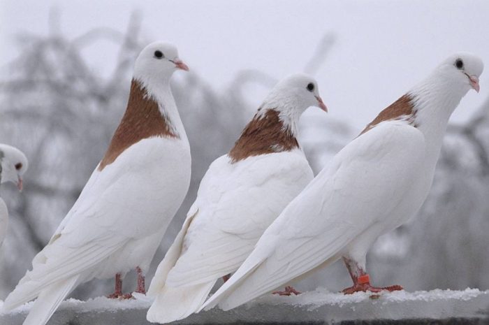 Популярные породы домашних голубей: с описанием и фотографиями