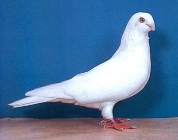 Клайпедские голуби - описание и фото