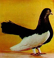 Камышинские голуби - описание и характеристика породы, фото