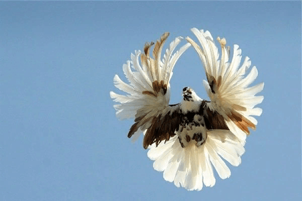 Серпастые (Очаковские) голуби: описание и характеристики, полёт, фото