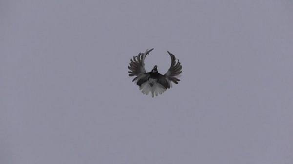 Фото: Серпастые голуби в полёте