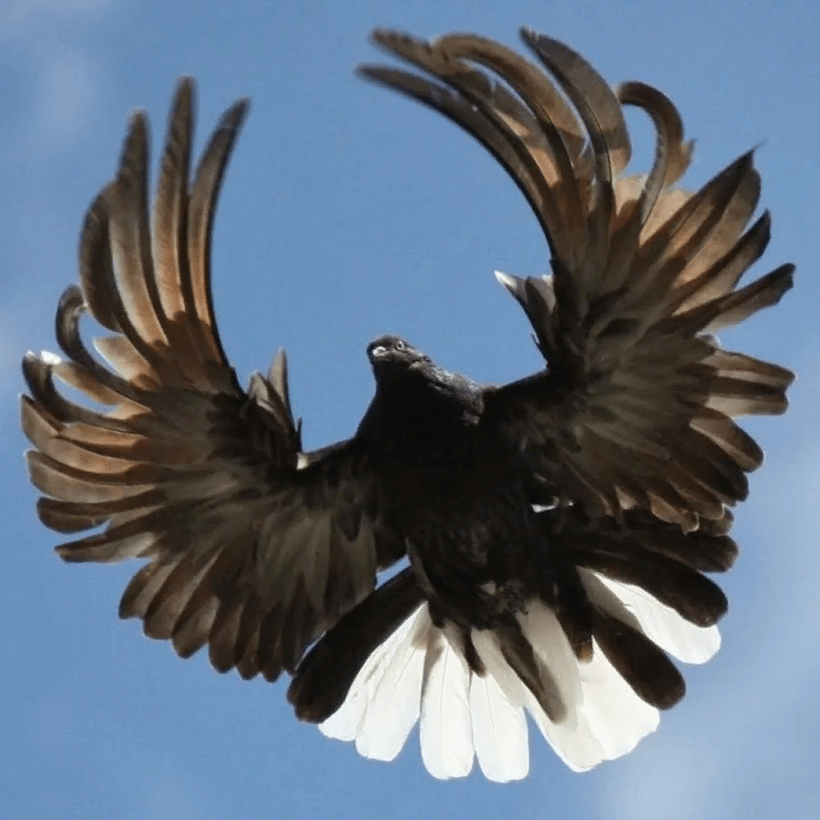 Размах крыльев Серпастого голубя