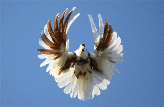 Серпастые (Очаковские) голуби: описание и характеристики, полёт, фото