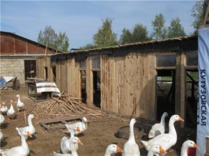 Гусятник Гусятник своими руками