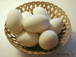 Отбор яиц для инкубации