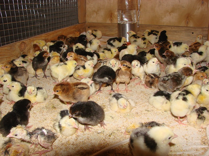 Подготовка помещения для цыплят