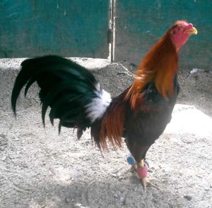 Испанская бойцовская порода кур