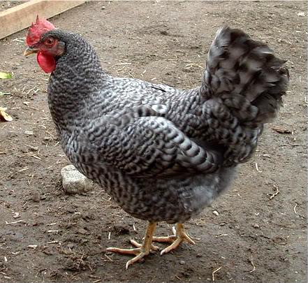 Калифорнийская серая порода кур