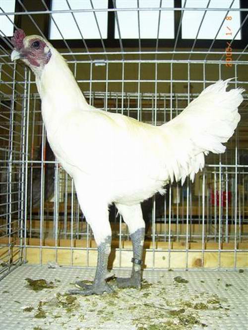 Бельгийская карликовая порода кур