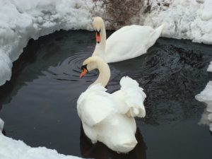Лебеди зимой Содержание лебедей зимой