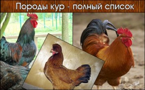 Лайкенданзи куры фото и описание