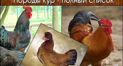 Породы кур презентация