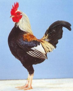 Староанглийская карликовая бойцовая порода кур