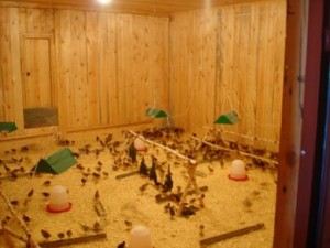 Содержание фазанов в домашних условиях