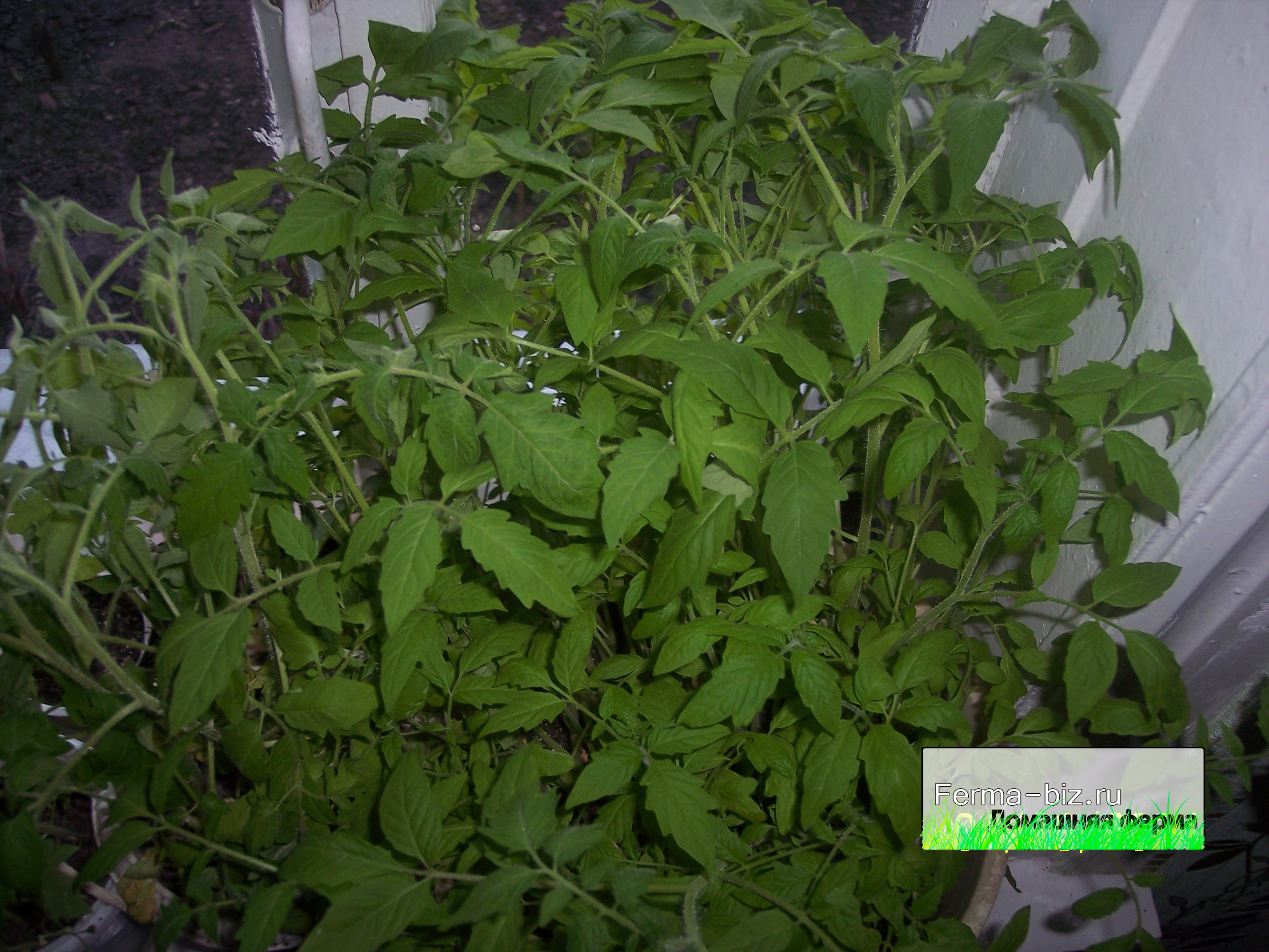 Выращивание рассады томатов фото