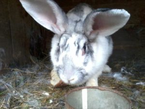 Кролиководство - выгодный бизнес