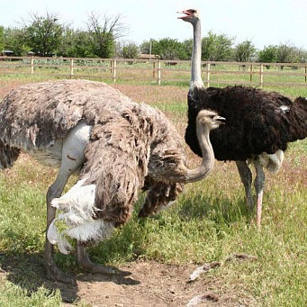 Размножение страусов