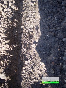 Поготовка почвы к посадке фасоли