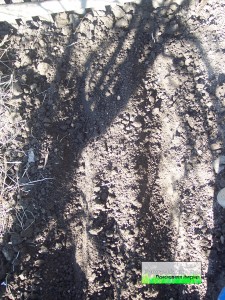 Подготовка почвы к посадке фасоли