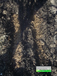 Посадка фасоли в открытый грунт агротехника