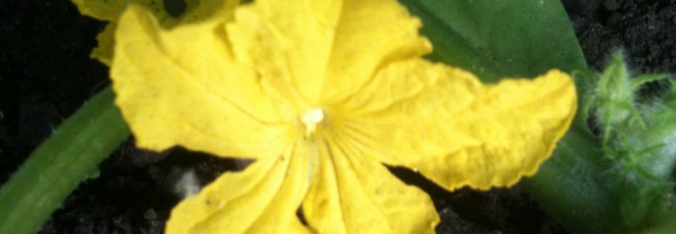Женские и мужские цветки огурца фото