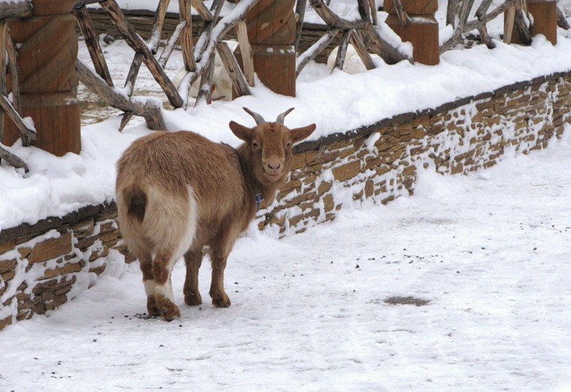 Зерно и концентраты