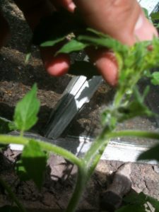 Пасынкование помидор в теплице фото