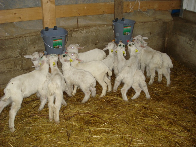 Кормление коз зимой