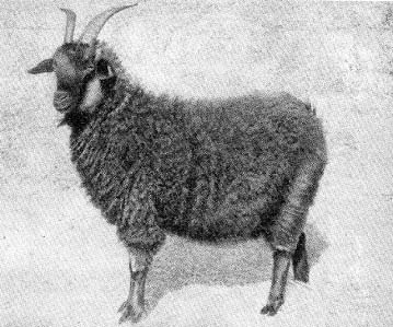 Разведение пуховых коз