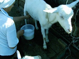 Содержание молочных коз