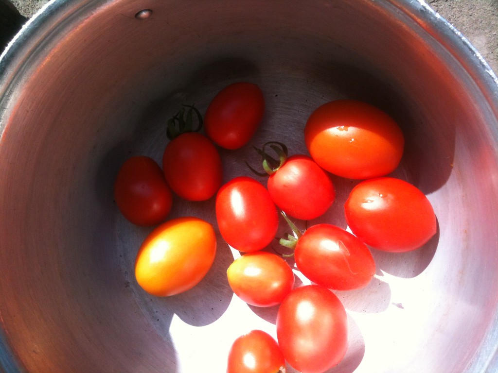 Выращивание томатов на огороде