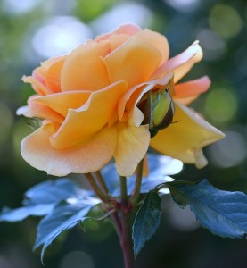 Чайная роза фото