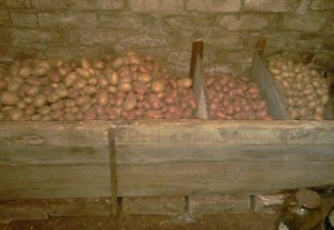 Погреб для картофеля